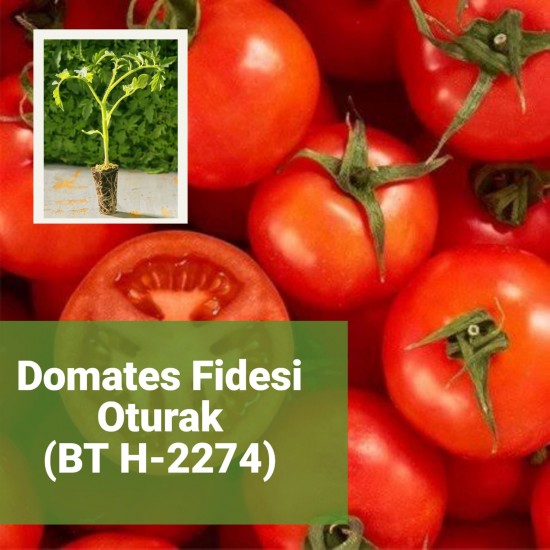 Domates Fidesi Oturak - BT H-2274